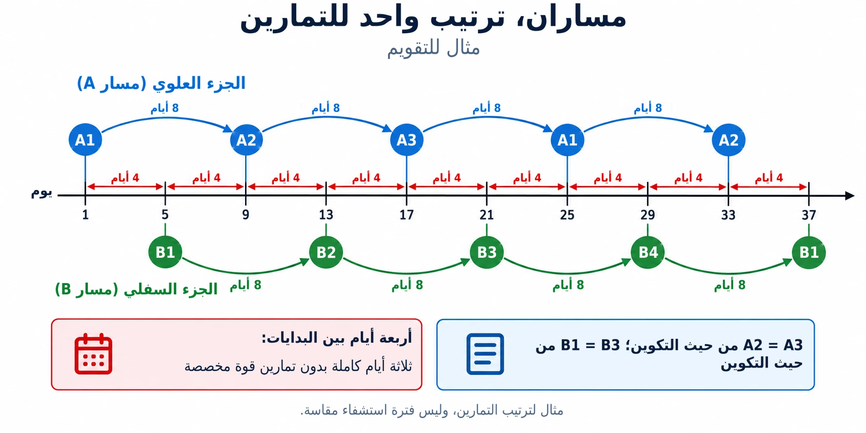يتناوب جدول التدريب بين جلسات الجزء العلوي والسفلي من الجسم كل أربعة أيام، مع الحفاظ على مسارين متناوبين باستمرار.