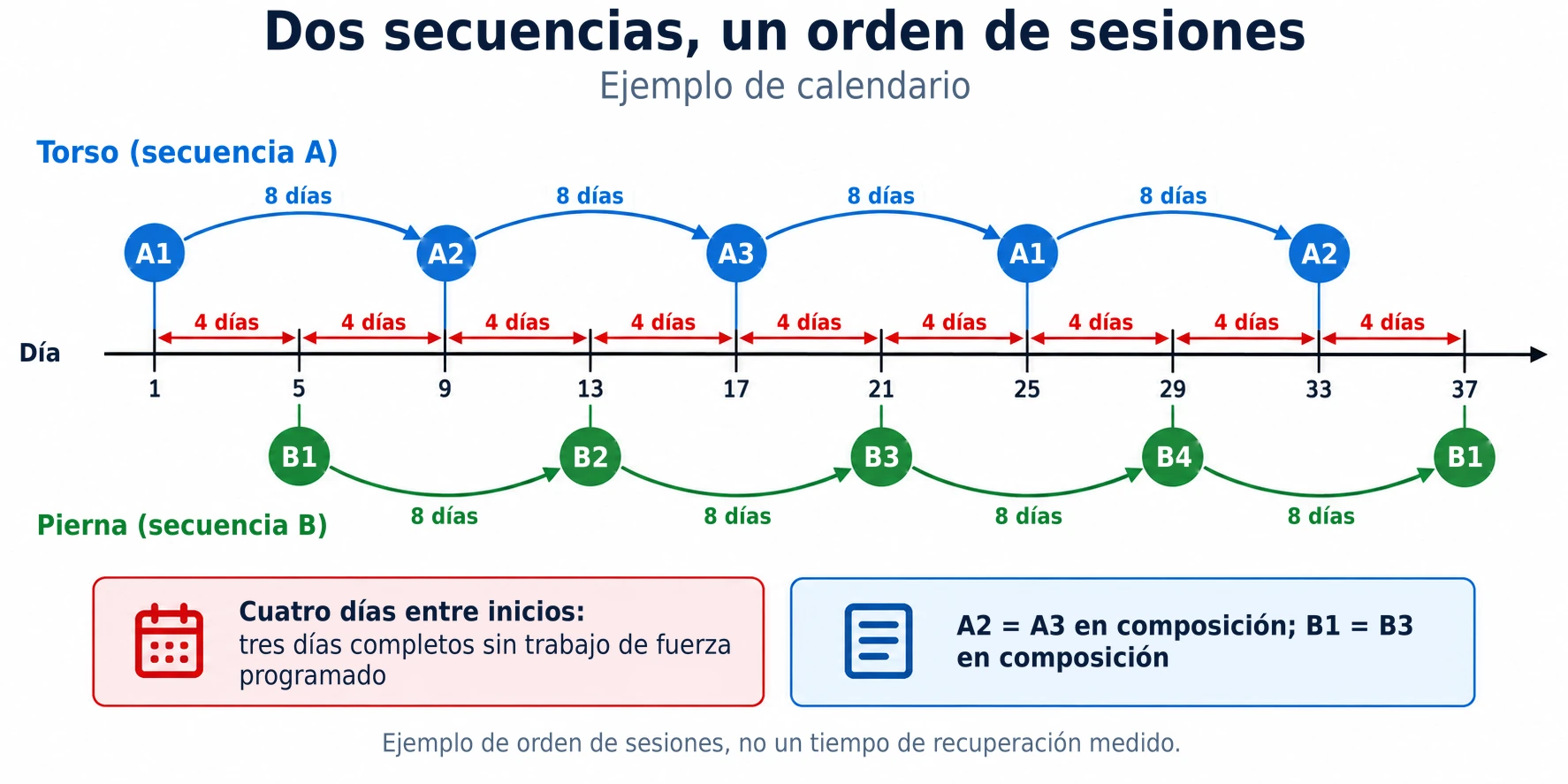 El calendario de entrenamiento alterna sesiones de torso y pierna cada cuatro días, manteniendo dos rotaciones independientes y continuas.