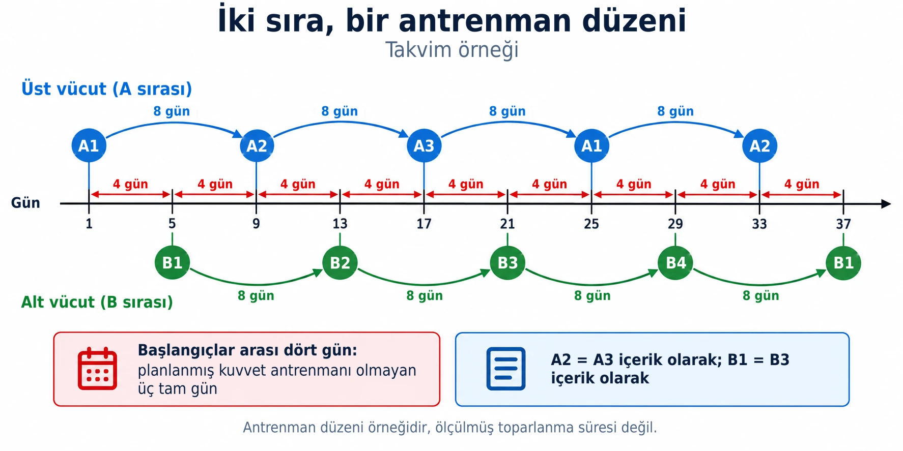 Antrenman takvimi, birbirinden bağımsız dönen iki döngüyü sürdürerek her dört günde bir üst ve alt vücut seansları arasında geçiş yapar.