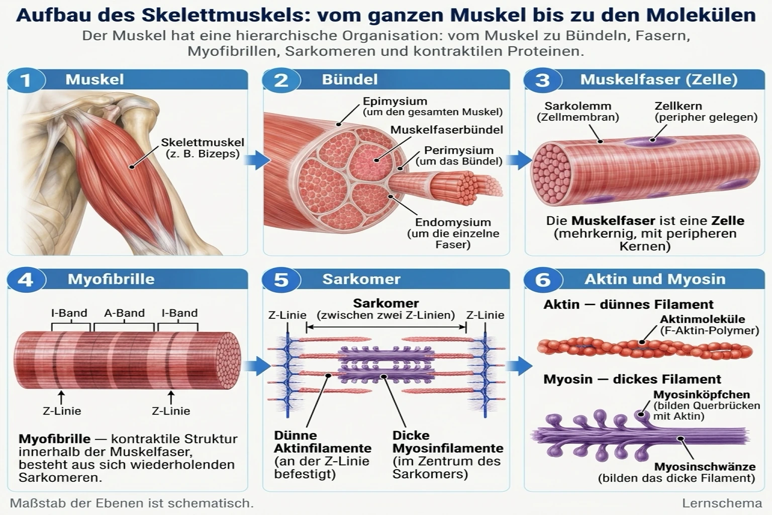 Die Skelettmuskulatur hat eine hierarchische Struktur, die vom gesamten Muskel bis zu den Bündeln, Fasern, Myofibrillen, Sarkomeren und den kontraktilen Proteinen Aktin und Myosin reicht.