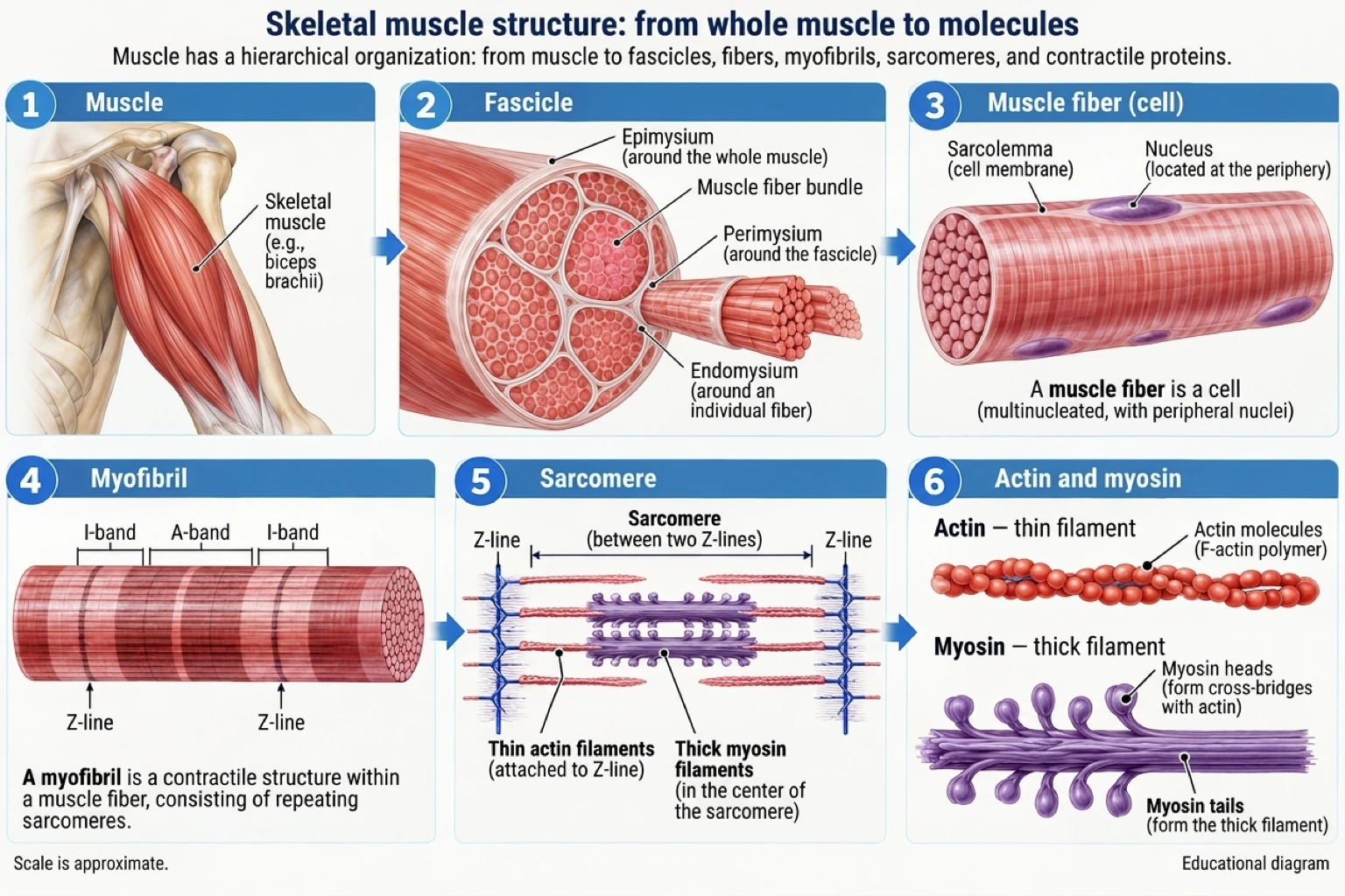 Skeletal muscle has a hierarchical structure, organized from the whole muscle down to bundles, fibers, myofibrils, sarcomeres, and contractile proteins actin and myosin.