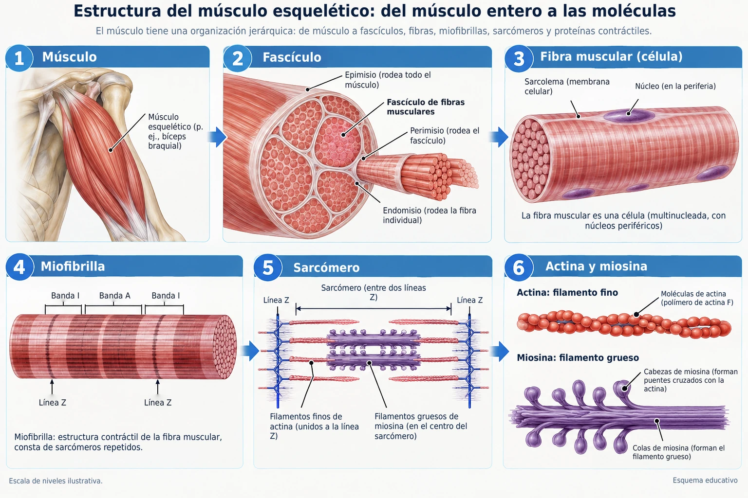 El músculo esquelético tiene una estructura jerárquica compuesta por fascículos, fibras musculares, miofibrillas, sarcómeros y las proteínas contráctiles actina y miosina.