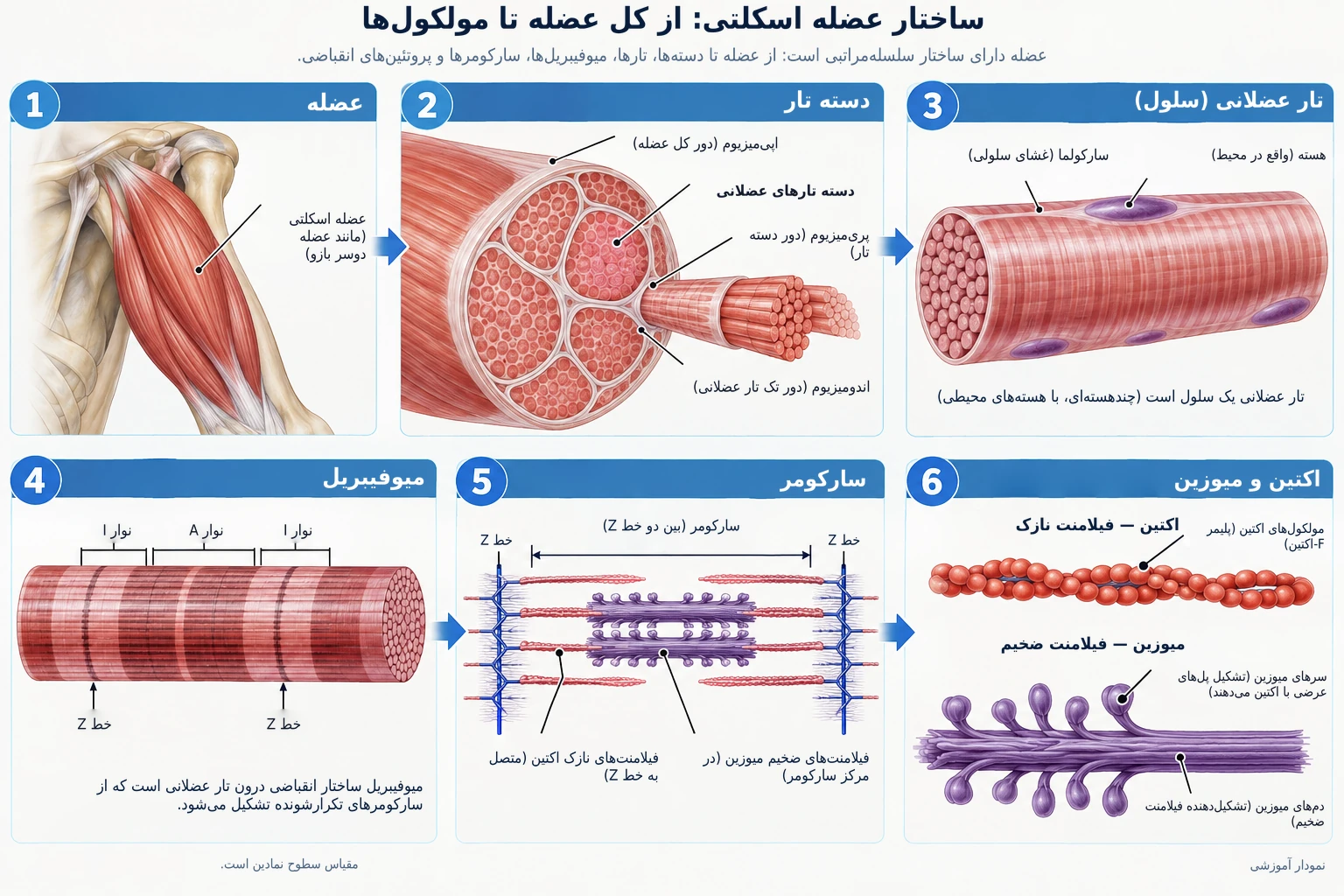 عضله اسکلتی ساختاری سلسلهمراتبی دارد که از کل عضله تا دستهها، تارها، تارچهها، سارکومرها و پروتئینهای انقباضی را شامل میشود.