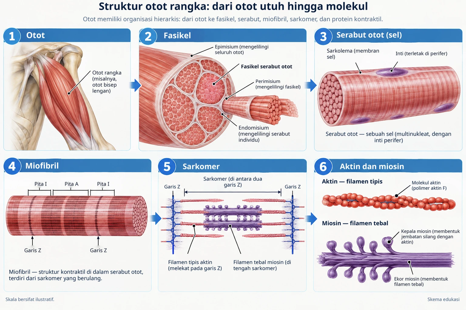 Otot rangka memiliki struktur hierarkis mulai dari otot utuh hingga fasikula, serat, miofibril, sarkomer, serta protein kontraktil aktin dan miosin.