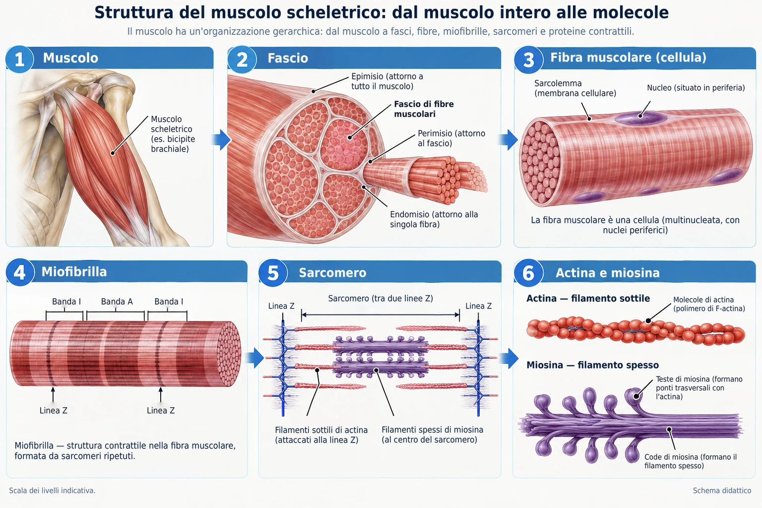 Il muscolo scheletrico ha una struttura gerarchica, costituita da fasci, fibre muscolari, miofibrille, sarcomeri e proteine contrattili di actina e miosina.