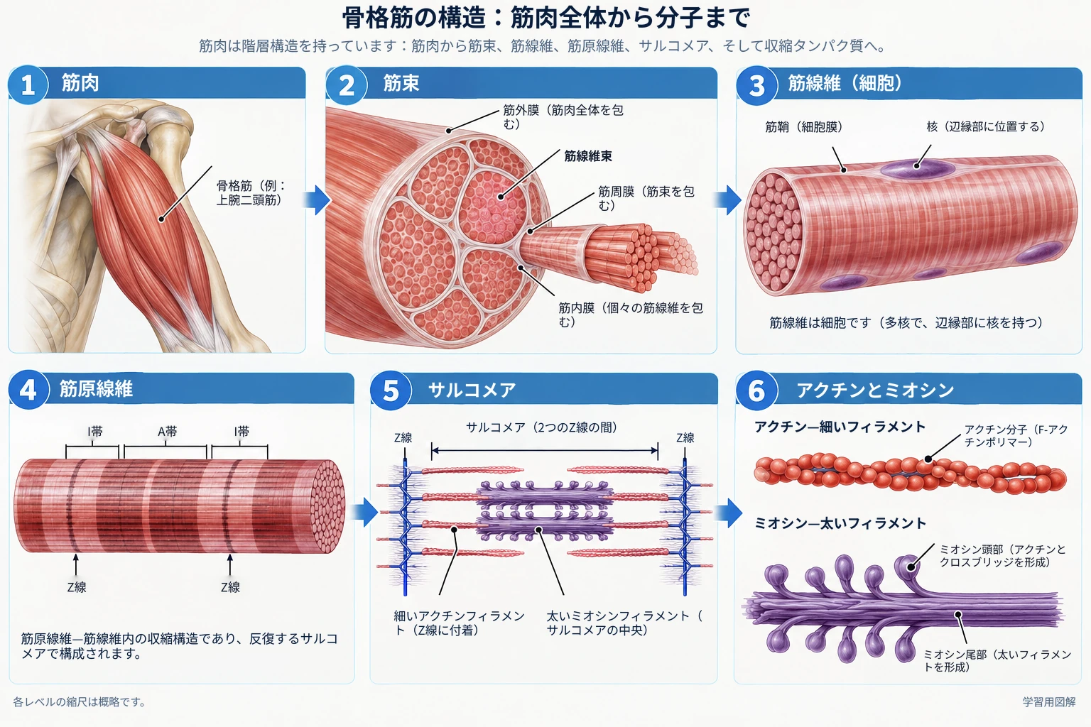 骨格筋は、筋肉全体から筋束、筋線維、筋原線維、サルコメア、そして収縮タンパク質であるアクチンとミオシンに至るまで、階層的な構造を持っています。