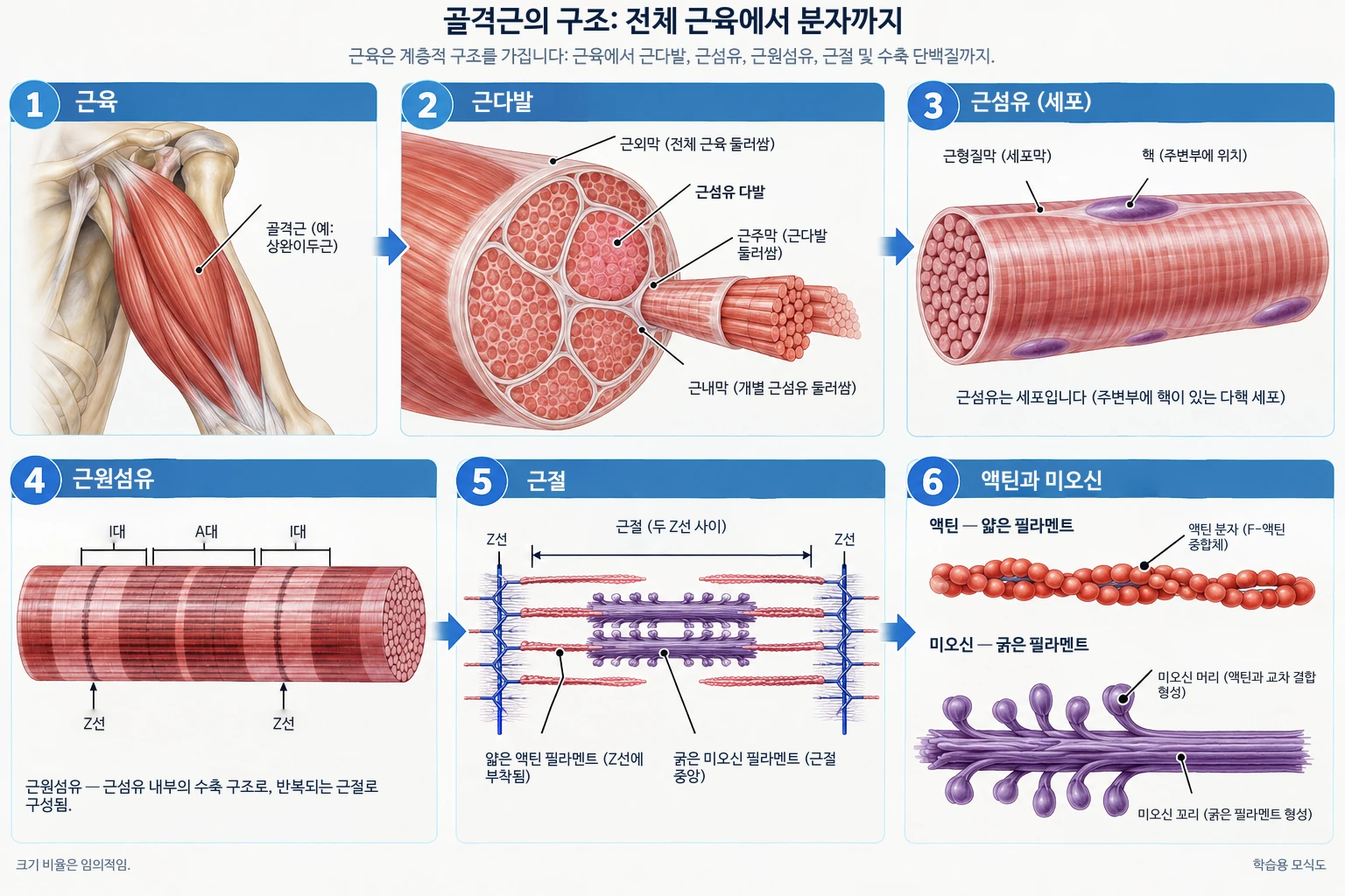 골격근은 전체 근육부터 근육 다발, 근섬유, 근원섬유, 근절, 그리고 수축 단백질인 액틴과 미오신으로 이루어진 계층적인 구조를 가지고 있습니다.