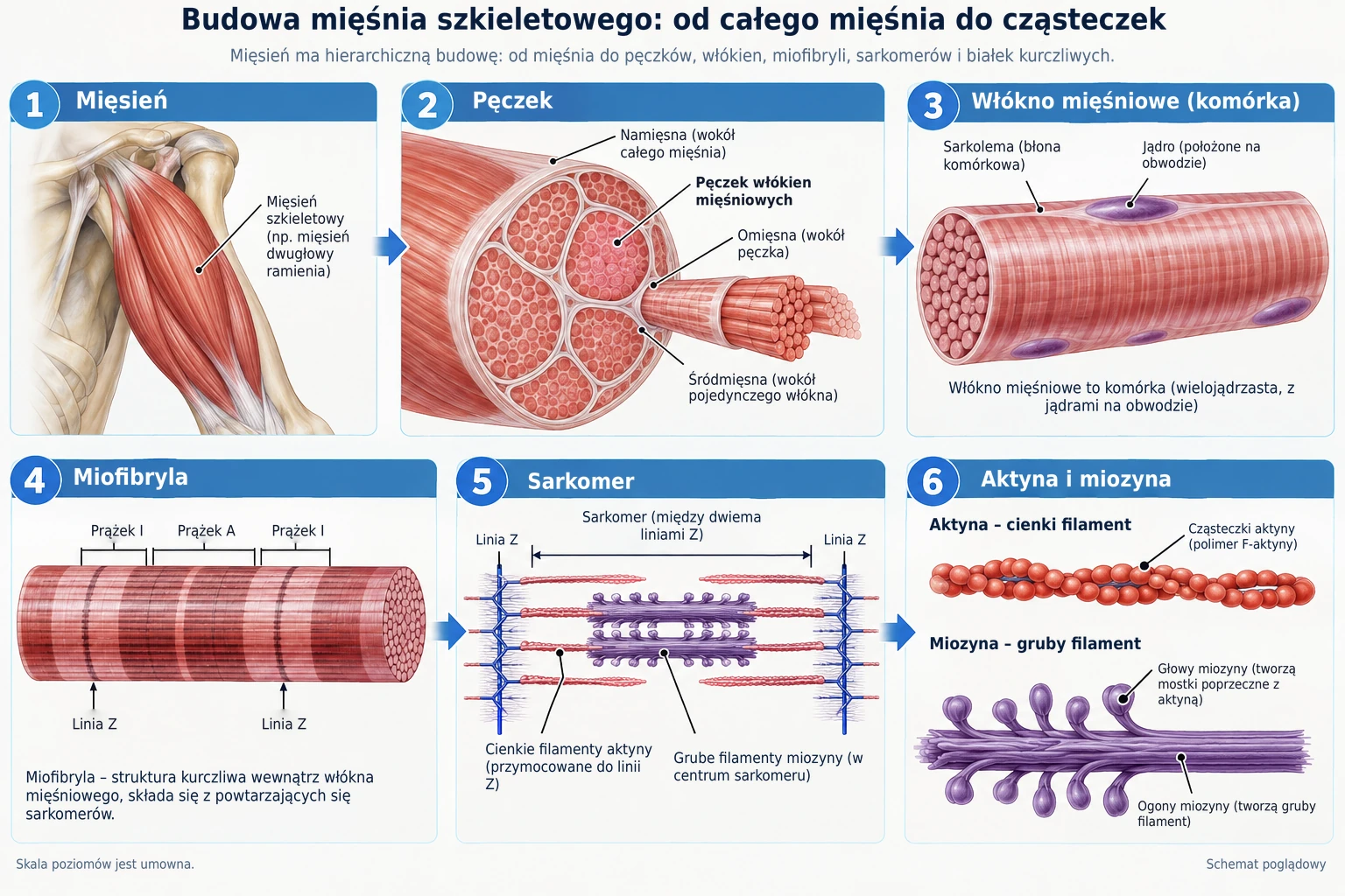 Mięśnie szkieletowe mają budowę hierarchiczną, składającą się z pęczków, włókien mięśniowych, miofibryli, sarkomerów i białek kurczliwych aktyny i miozyny.