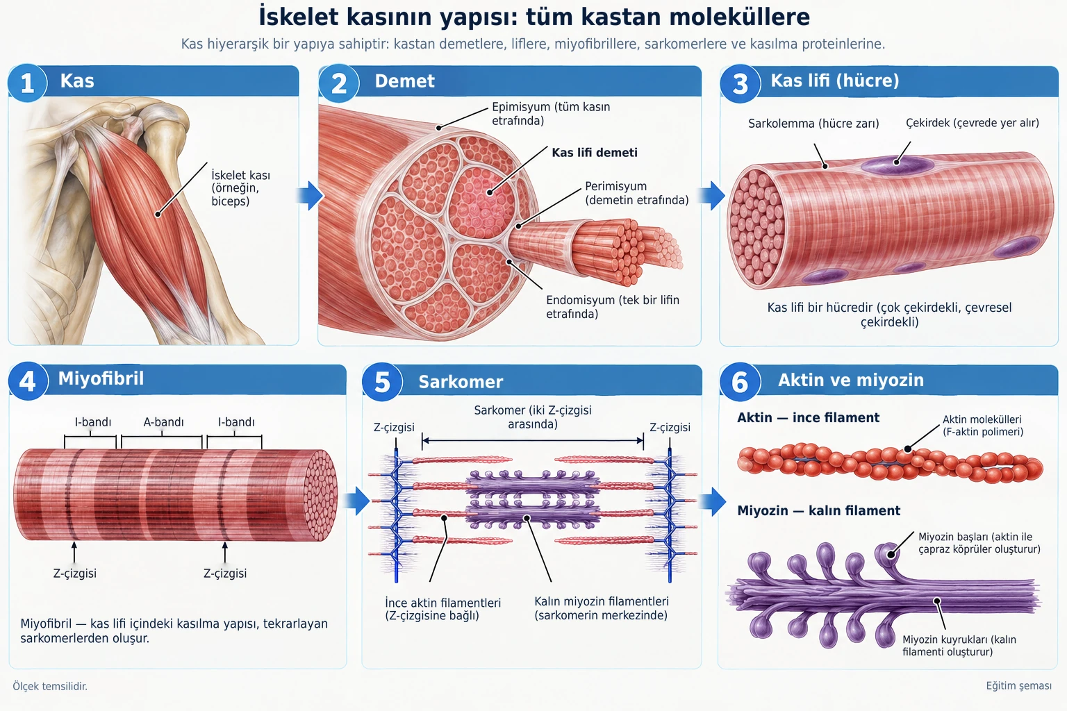 İskelet kası, tüm kastan kas demetlerine, liflere, miyofibrillere, sarkomerlere ve aktin ile miyozin kasılgan proteinlerine kadar inen hiyerarşik bir yapıya sahiptir.