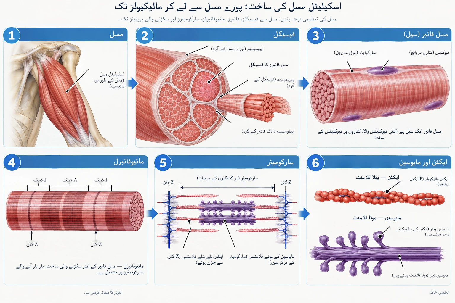 سکیلیٹل مسل کی ساخت درجہ بندی پر مبنی ہے، جو پورے مسل سے لے کر بنڈلز، فائبرز، مائیو فائبرلز، سارکومیرز اور سکڑنے والے پروٹینز ایکٹین اور مائیوسین تک ہوتی ہے۔