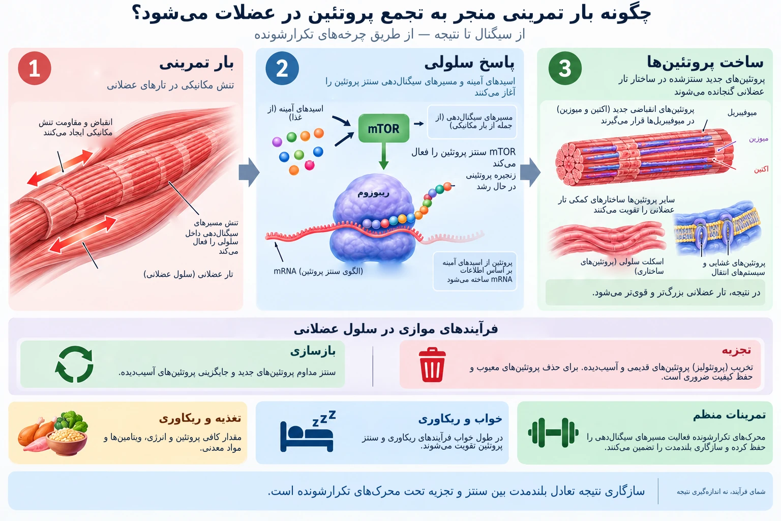 تنش مکانیکی حاصل از تمرین، مسیرهای سیگنالدهی سلولی را فعال کرده و با افزایش سنتز پروتئین، پروتئینهای انقباضی جدیدی در عضله میسازد.