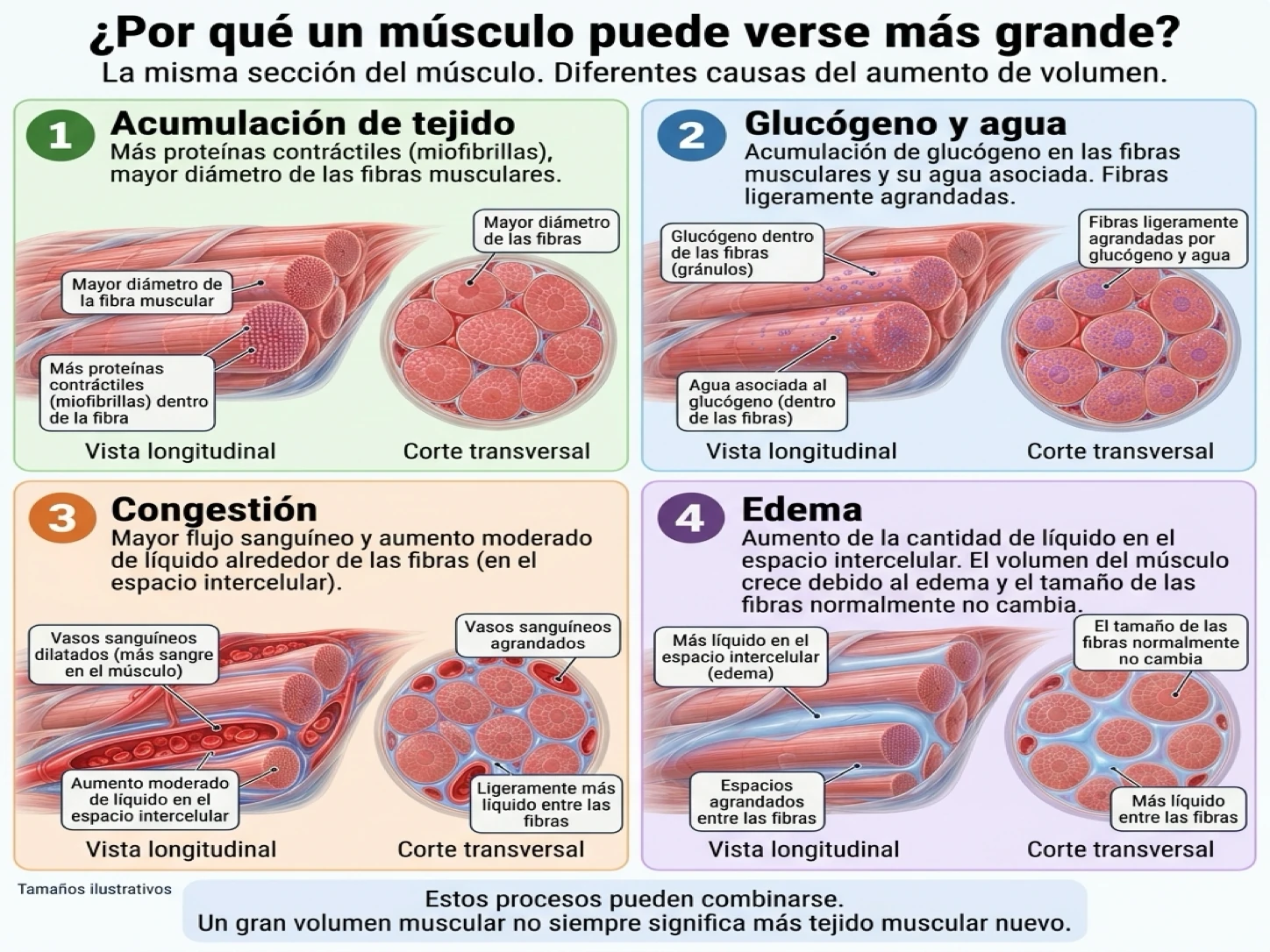 El volumen muscular aumenta por cuatro motivos: crecimiento real de proteínas contráctiles, acumulación de glucógeno y agua, congestión temporal o edema de los tejidos.