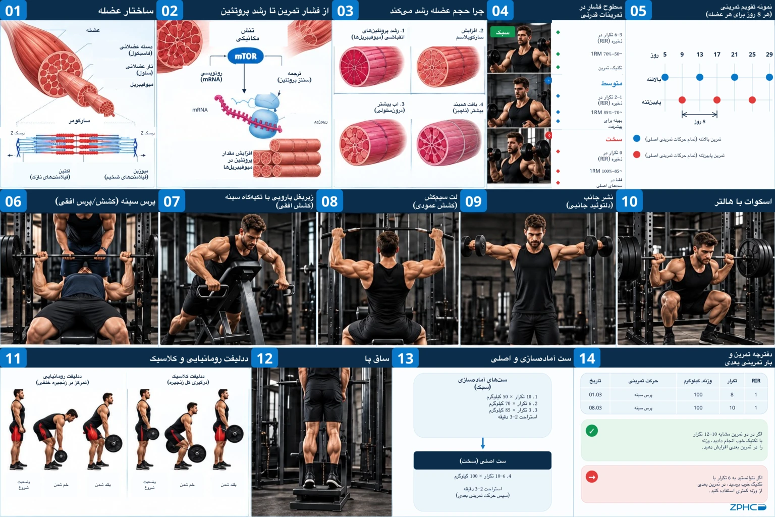 یک برگه خلاصه جامع، آناتومی عضله، اصول رشد، سطوح تلاش، تقویم تمرینی، تکنیک حرکات و نحوه پیشرفت در بار تمرینی را توضیح میدهد.