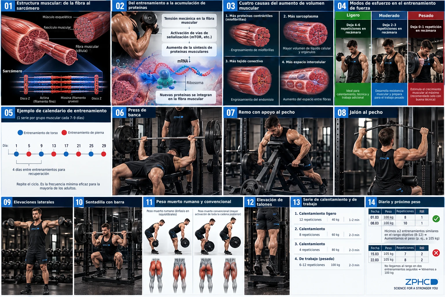 Una ficha resumen exhaustiva explica la anatomía muscular, los principios de crecimiento, los modos de esfuerzo, el calendario, la técnica y la progresión.