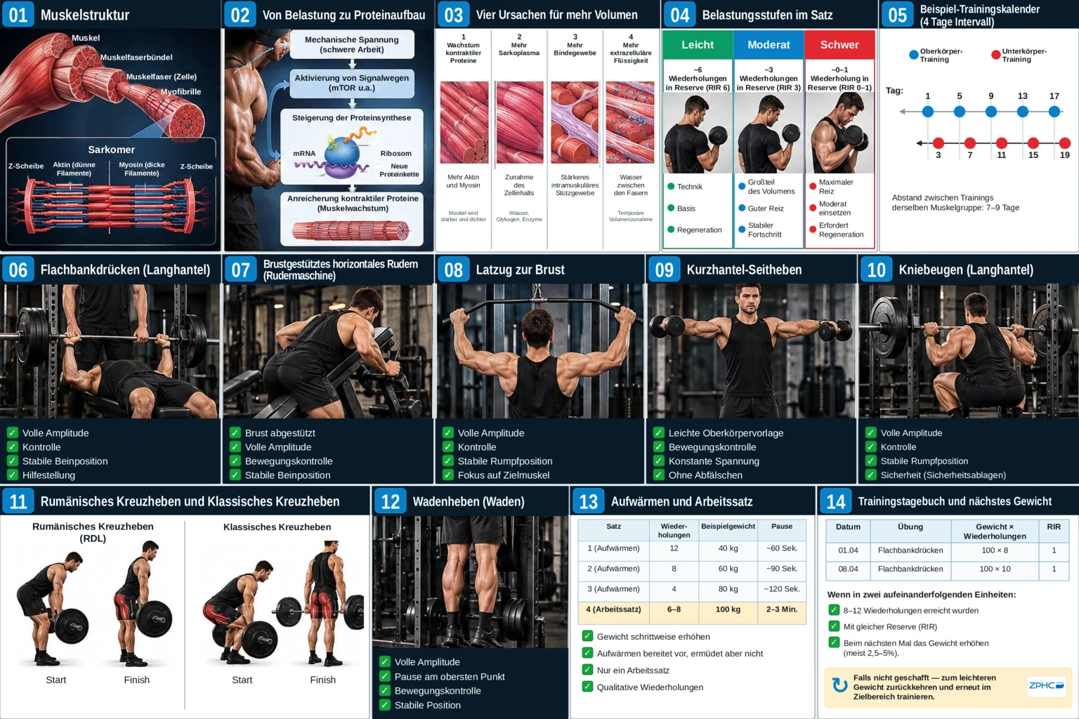 Eine umfassende Übersicht fasst Muskelanatomie, Wachstumsprinzipien, Anstrengungsgrade, Trainingskalender, Übungstechniken und die Protokollierung der Gewichtserhöhung zusammen.