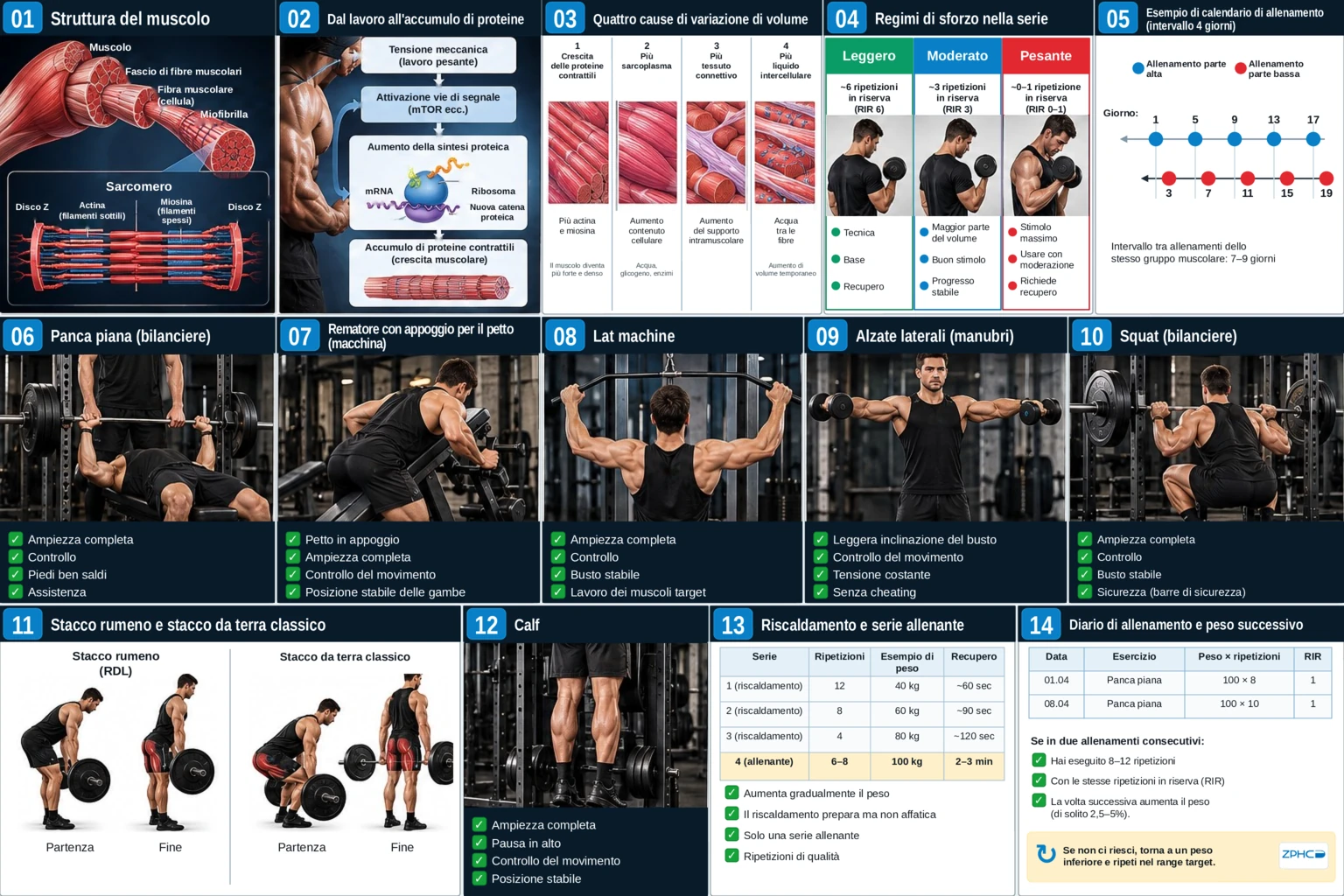 Una scheda riassuntiva completa che illustra l'anatomia muscolare, i principi di crescita, i livelli di sforzo, il calendario, le tecniche e la progressione.