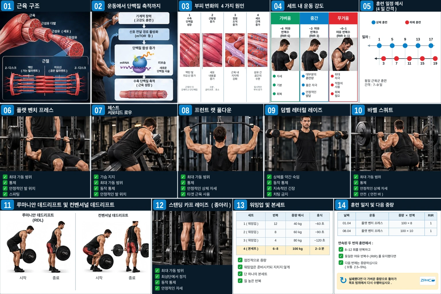 근육 해부학, 성장 원리, 훈련 강도, 일정, 운동 자세 및 부하 증가 원칙을 모두 정리한 종합 요약표입니다.